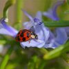 Ladybug On Rosemary Paint By Number