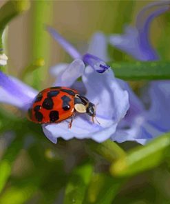 Ladybug On Rosemary Paint By Number