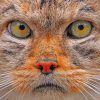 Manul Cat Face Paint By Number