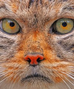 Manul Cat Face Paint By Number