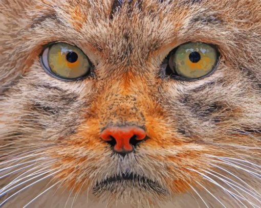 Manul Cat Face Paint By Number