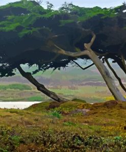 Monterey Trees Paint By Number