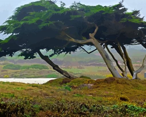 Monterey Trees Paint By Number