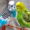 Parakeets Paint By Number