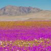 Purple Landscape Blooming Desert Paint By Number