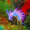 Wonder Sea Slug Paint By Number