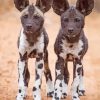 African Hunting Dogs Puppies Paint By Number