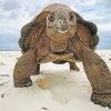 Aldabra Tortoise Paint By Number