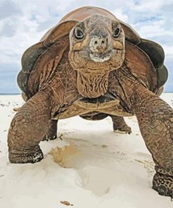 Aldabra Tortoise Paint By Number