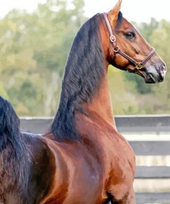 American Saddlebred Horse Paint By Number