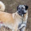 Anatolian Shepherd Paint By Number