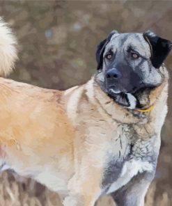 Anatolian Shepherd Paint By Number