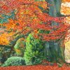 Autumn Beech Trees Paint By Number