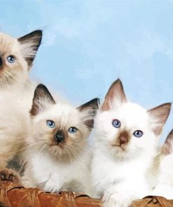 Balinese Kitties Paint By Number