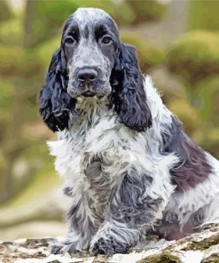 Black And White Cocker Spaniel Dog Paint By Number