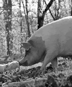 Black And White Pig And Babies Paint By Number