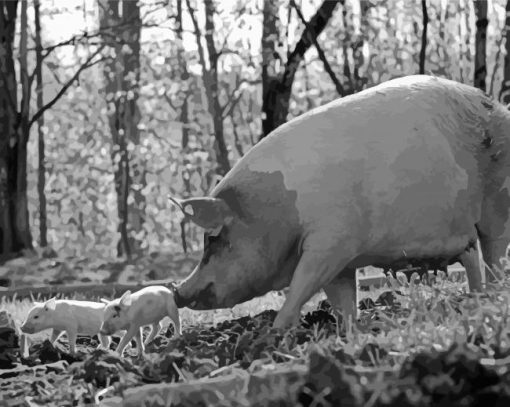 Black And White Pig And Babies Paint By Number