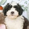 Black And White Shih Poo Dog Paint By Number