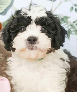 Black And White Shih Poo Dog Paint By Number