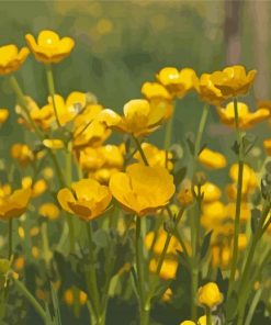 Buttercup Field Paint By Number