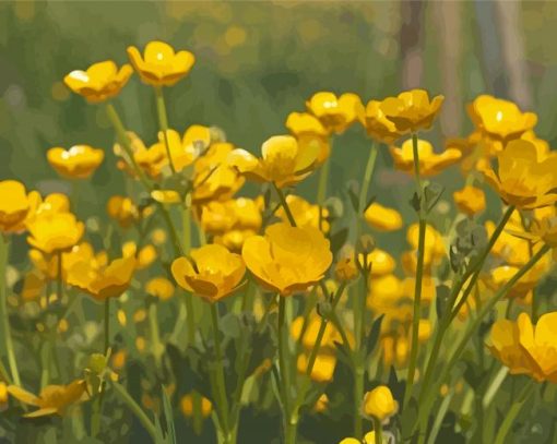 Buttercup Field Paint By Number