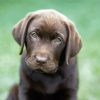 Chocolate Labrador Retriever Puppy Paint By Number