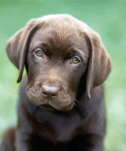 Chocolate Labrador Retriever Puppy Paint By Number