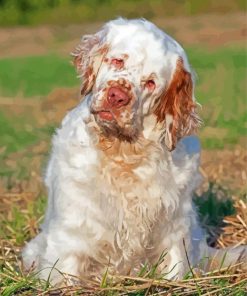 Clumber Spaniel Dog Paint By Number