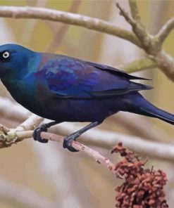 Common Grackle On Stick Paint By Number