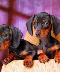 Dachshund Miniature Puppies Paint By Number