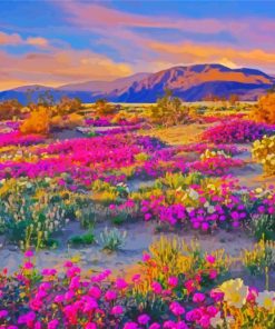 Desert Flowers Paint By Number