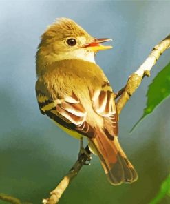 Flycatcher Bird Paint By Number