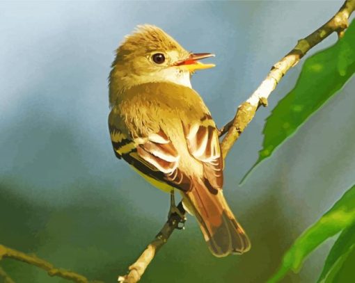 Flycatcher Bird Paint By Number