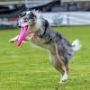 Frisbee Dog Sports Paint By Number