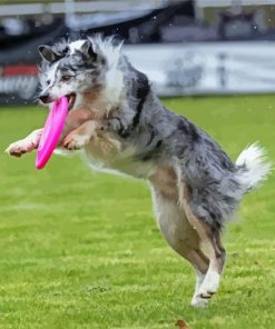 Frisbee Dog Sports Paint By Number