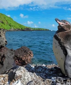 Galapagos Penguin Bird Paint By Number