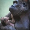 Gorilla Mother And Her Baby Animals Paint By Number