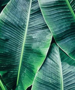 Green Banana Leaves Paint By Number