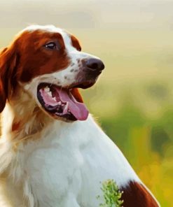 Irish Red White Setter Dog Paint By Number