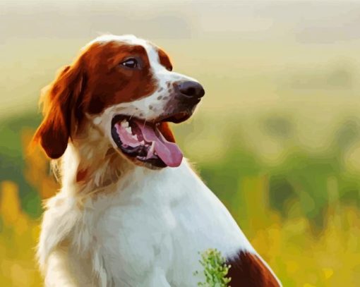 Irish Red White Setter Dog Paint By Number