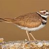 Killdeer Bird Animal Paint By Number