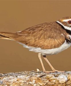 Killdeer Bird Animal Paint By Number