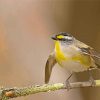 Pardalote Flying Paint By Number