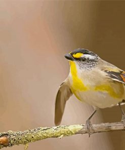 Pardalote Flying Paint By Number