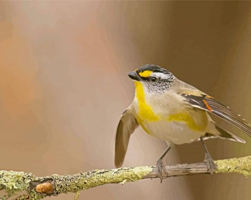 Pardalote Flying Paint By Number