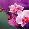 Pink Orchids Branch Paint By Number