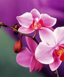 Pink Orchids Branch Paint By Number