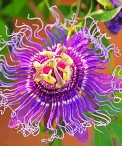 Purple Passionflower Paint By Number