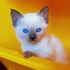 Siamese Cat Yellow Wall Paint By Number