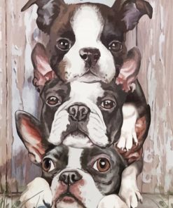 Three Boston Terriers Paint By Number